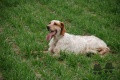 Setter Anglais ULI DU VAL D'AUTAN Setter Anglais ULI DU VAL D'AUTAN